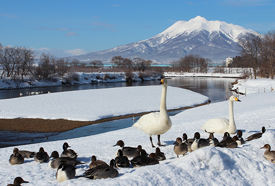 白鳥ふれあい広場