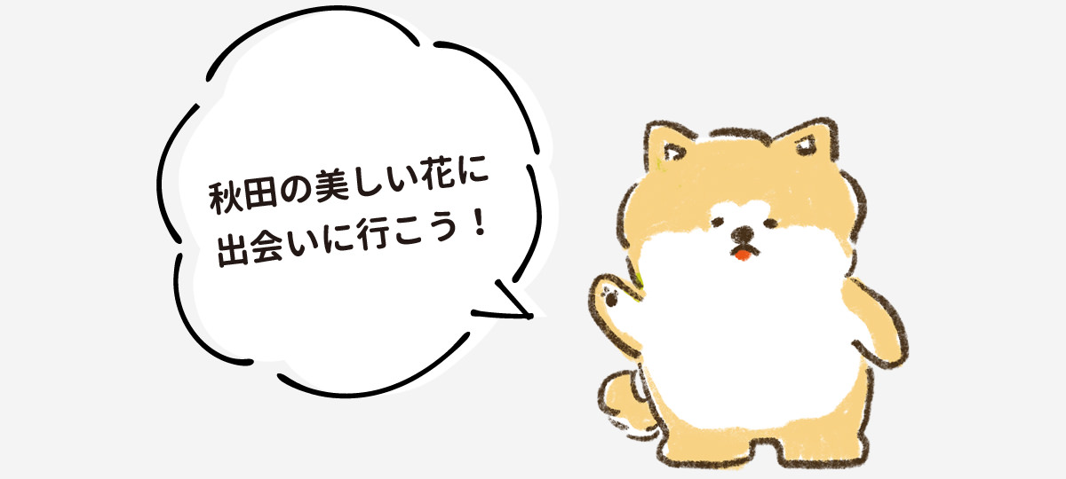 秋田の美しい花に出会いに行こう！