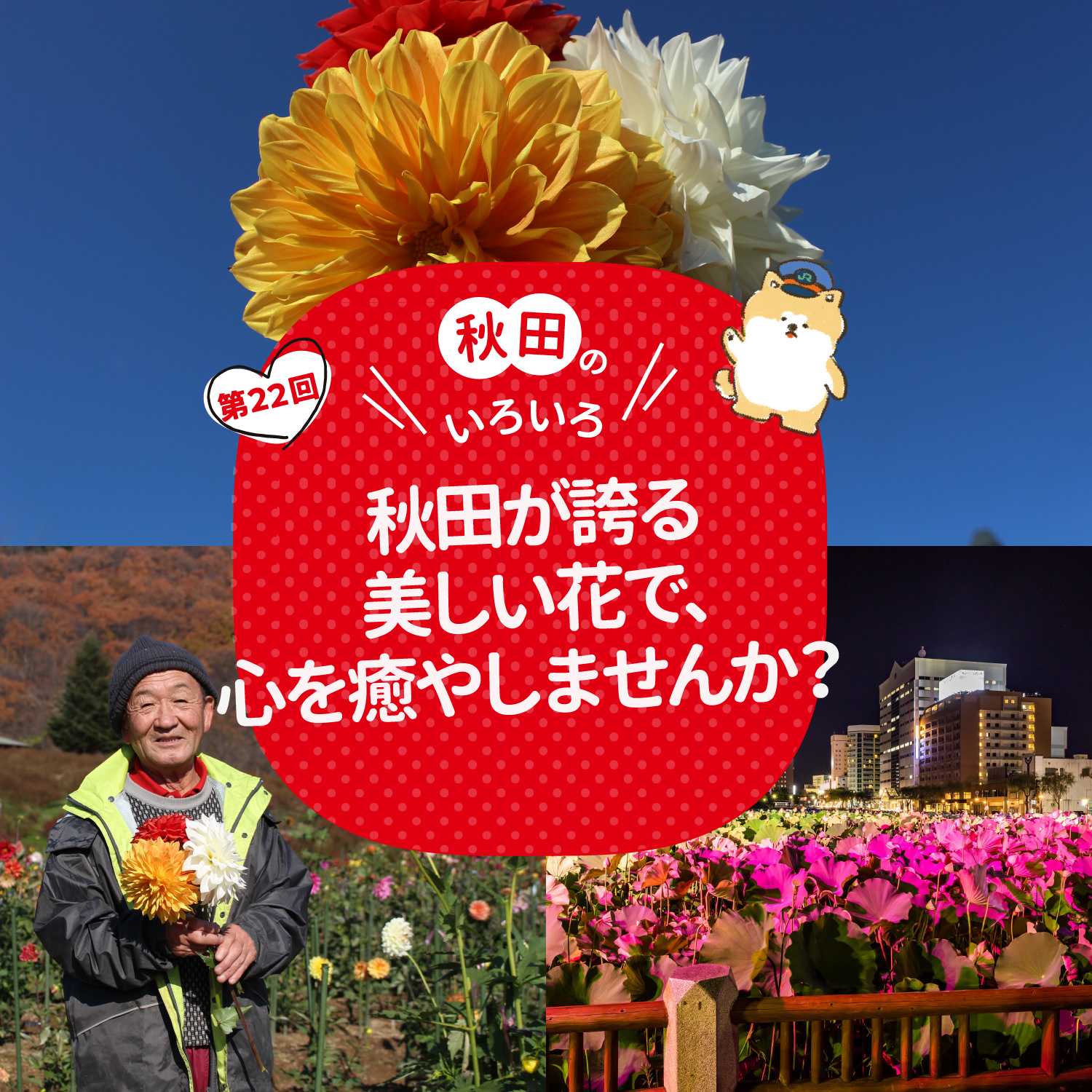 秋田のいろいろ 秋田が誇る美しい花で、心を癒やしませんか？