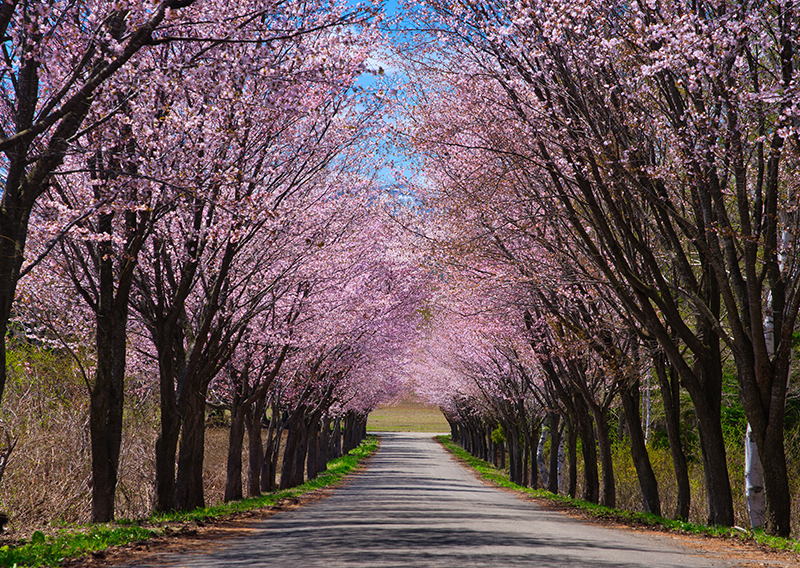 桜並木