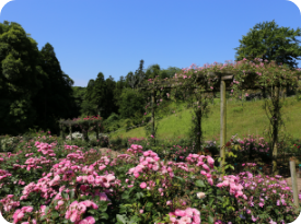 佐倉草ぶえの丘