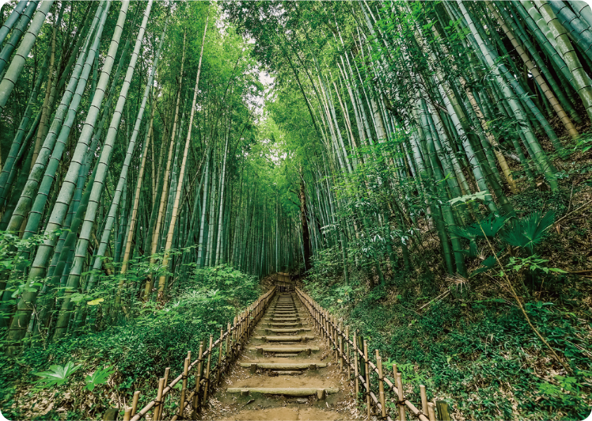 佐倉武家屋敷・ひよどり坂