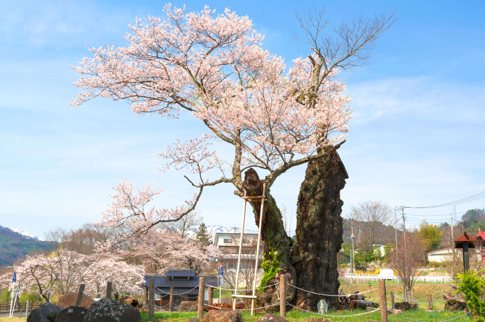 謙信のさかさ桜
