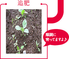 追肥「順調に育ってますよ♪」