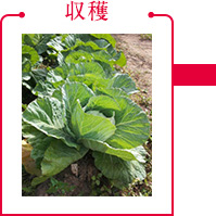 収穫