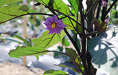 なすの花