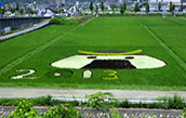 田んぼアート