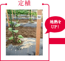 定植