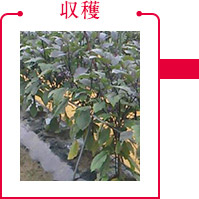 収穫