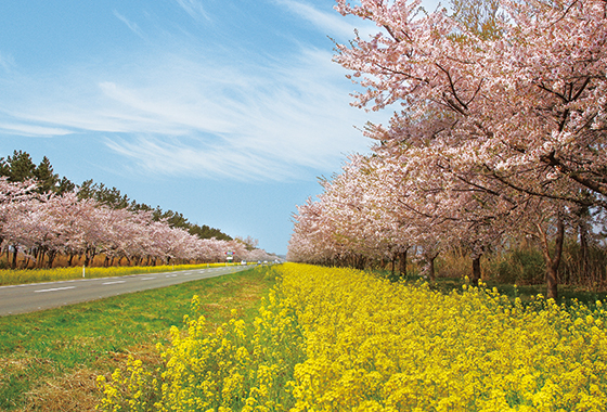 桜・菜の花ロード