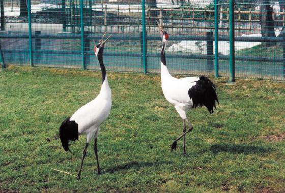 丹頂鶴自然公園
