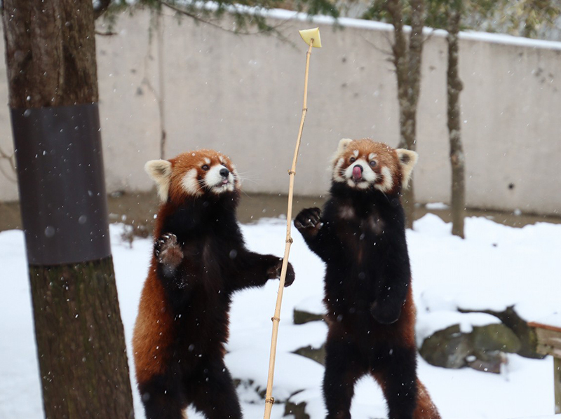 レッサーパンダ