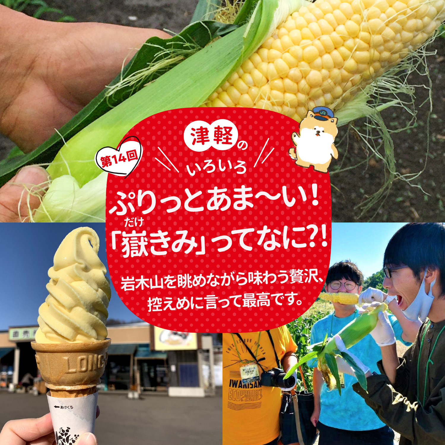 ぷりっとあま～い！「嶽きみ」（だけきみ）ってなに！？岩木山を眺めながら味わう贅沢、控えめに言って最高です。