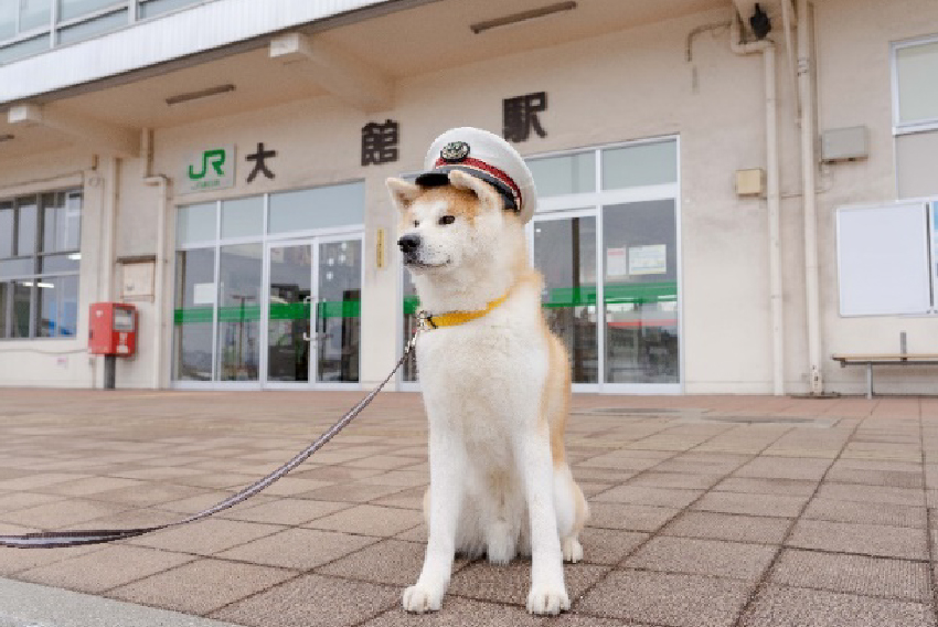秋田犬