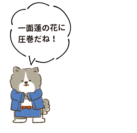 一面蓮の花に圧巻だね!