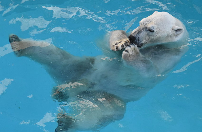 ホッキョクグマの豪太