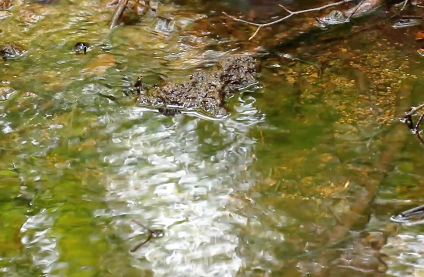 湧水