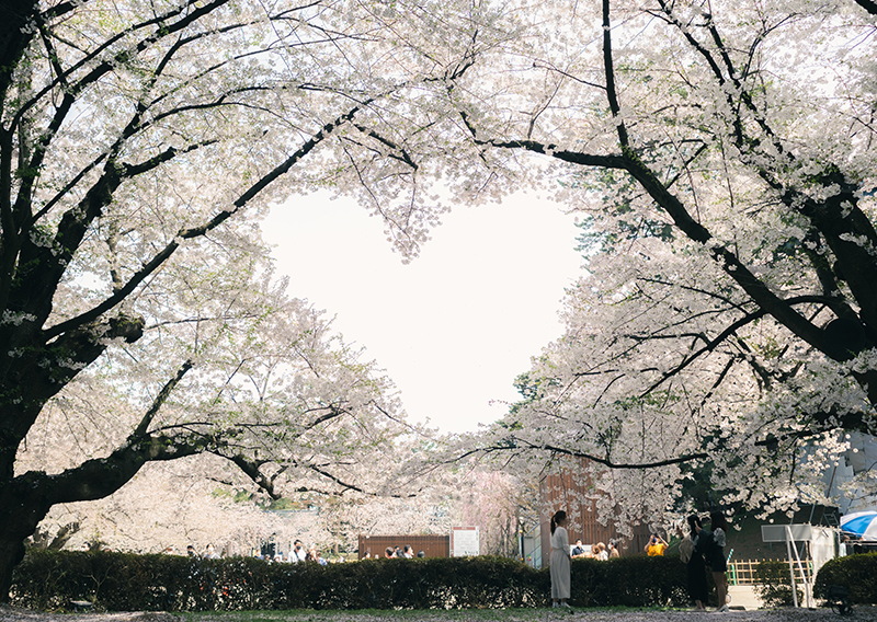 桜のハート