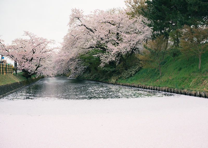 花筏