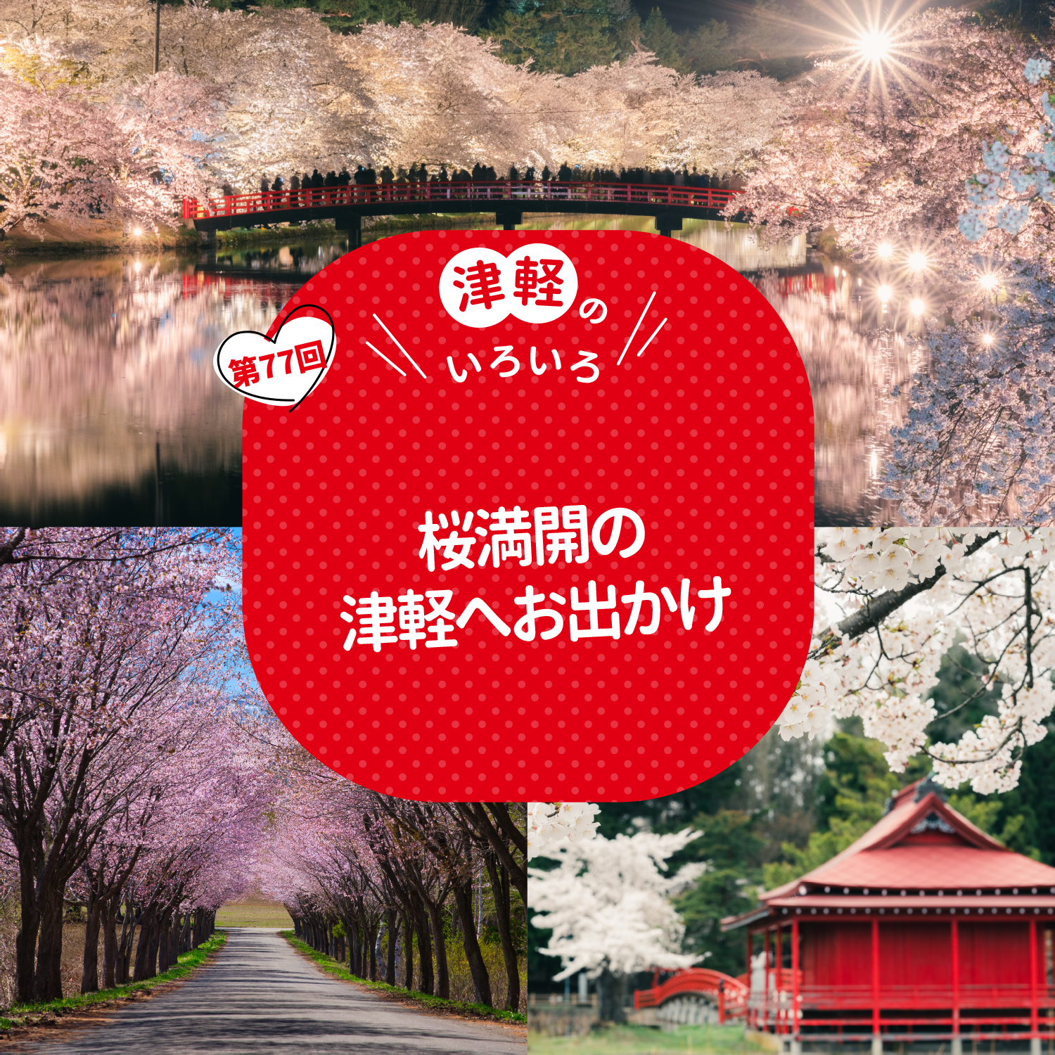 桜満開の津軽へお出かけ