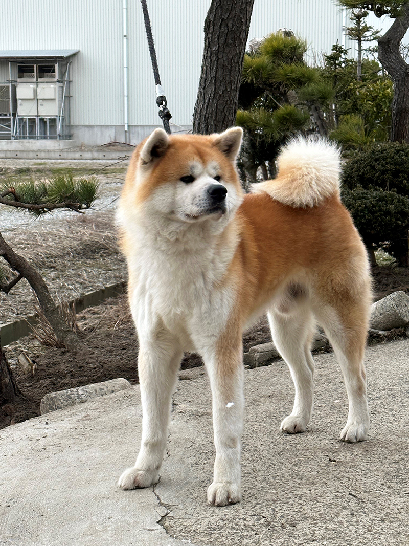 秋田犬