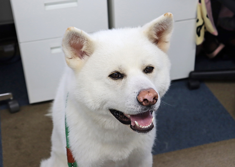 秋田犬