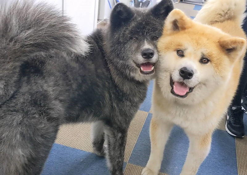 くろべえと銀