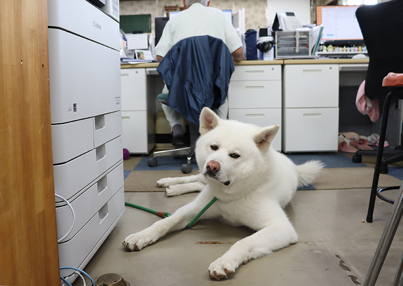 寝そべる秋田犬