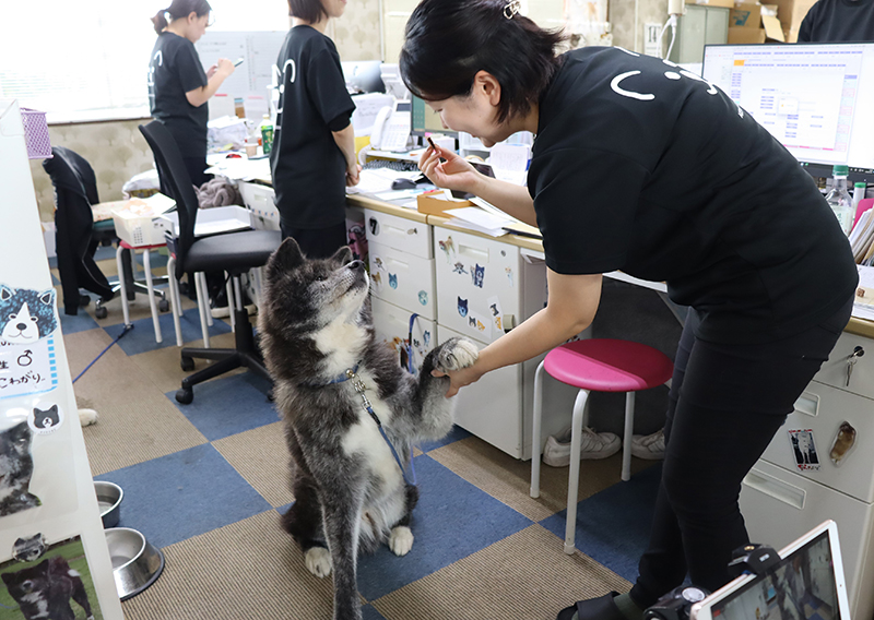 おやつを食べる秋田犬