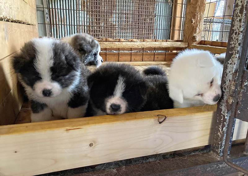 月齢50日の子犬