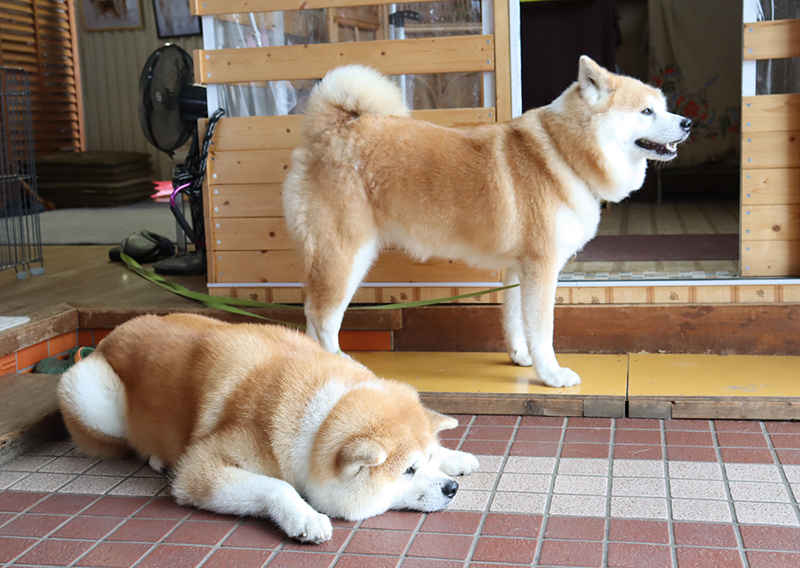 温と華