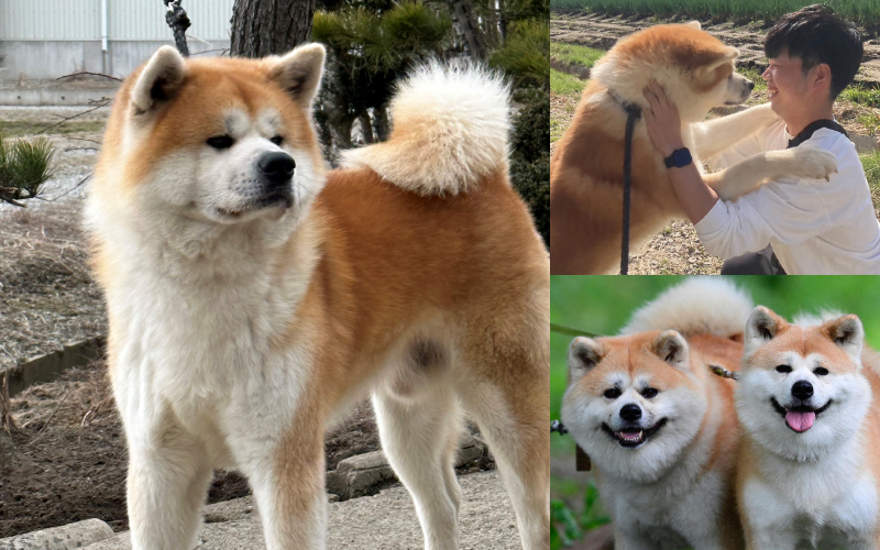 もっふもふの「秋田犬」に会いたい！