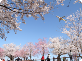 成田市さくらの山 空の駅さくら館