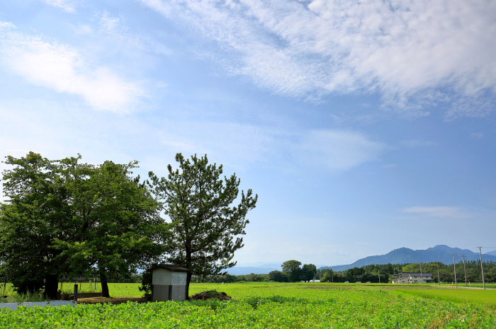 新潟県村上市を流れる三面川の写真