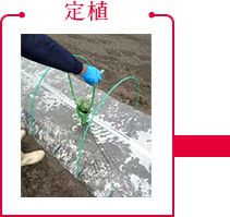 定植