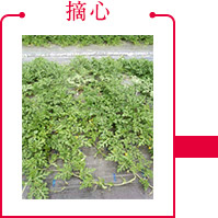 摘心