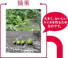 摘果「大きく、おいしいスイカを作るためなのです。」