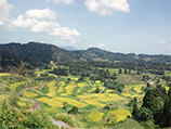 新潟県十日町市の棚田