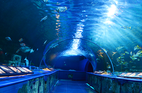 目の前で生き物たちのかわいい姿が見られる♪しながわ水族館