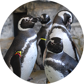 ペンギンランド