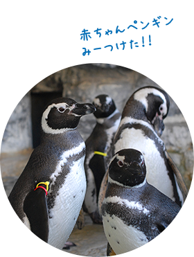 ペンギンランド
