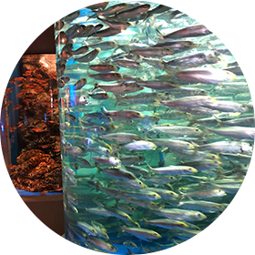 群れを作る魚たち