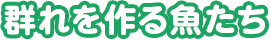 群れを作る魚たち