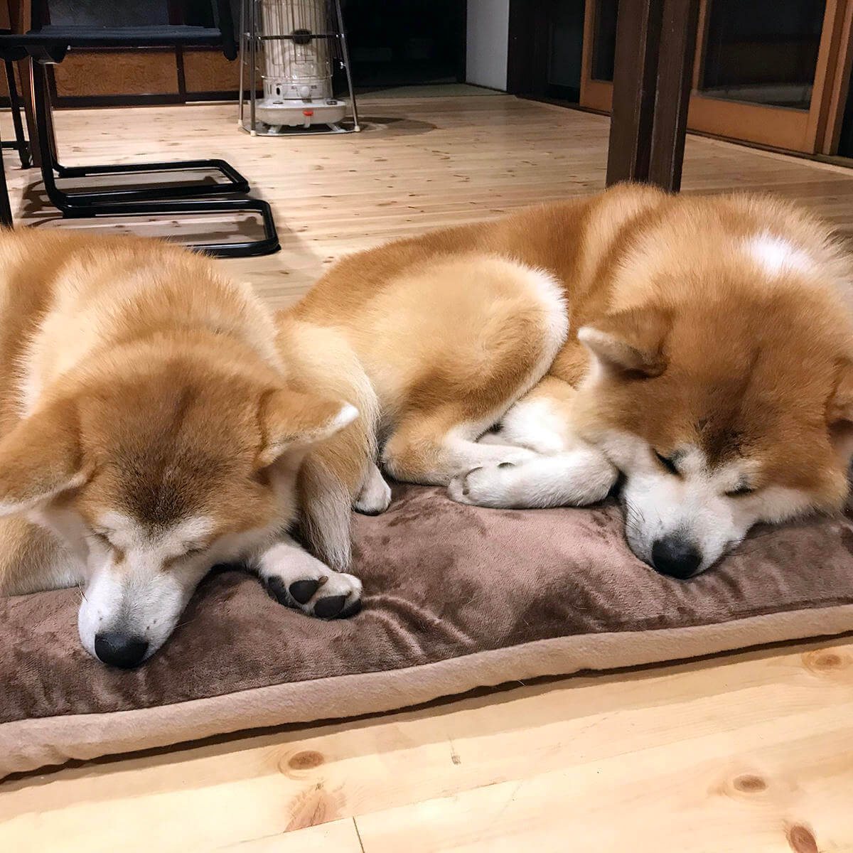 角館／秋田犬／シダレザクラと桧木内川桜並木のイメージ