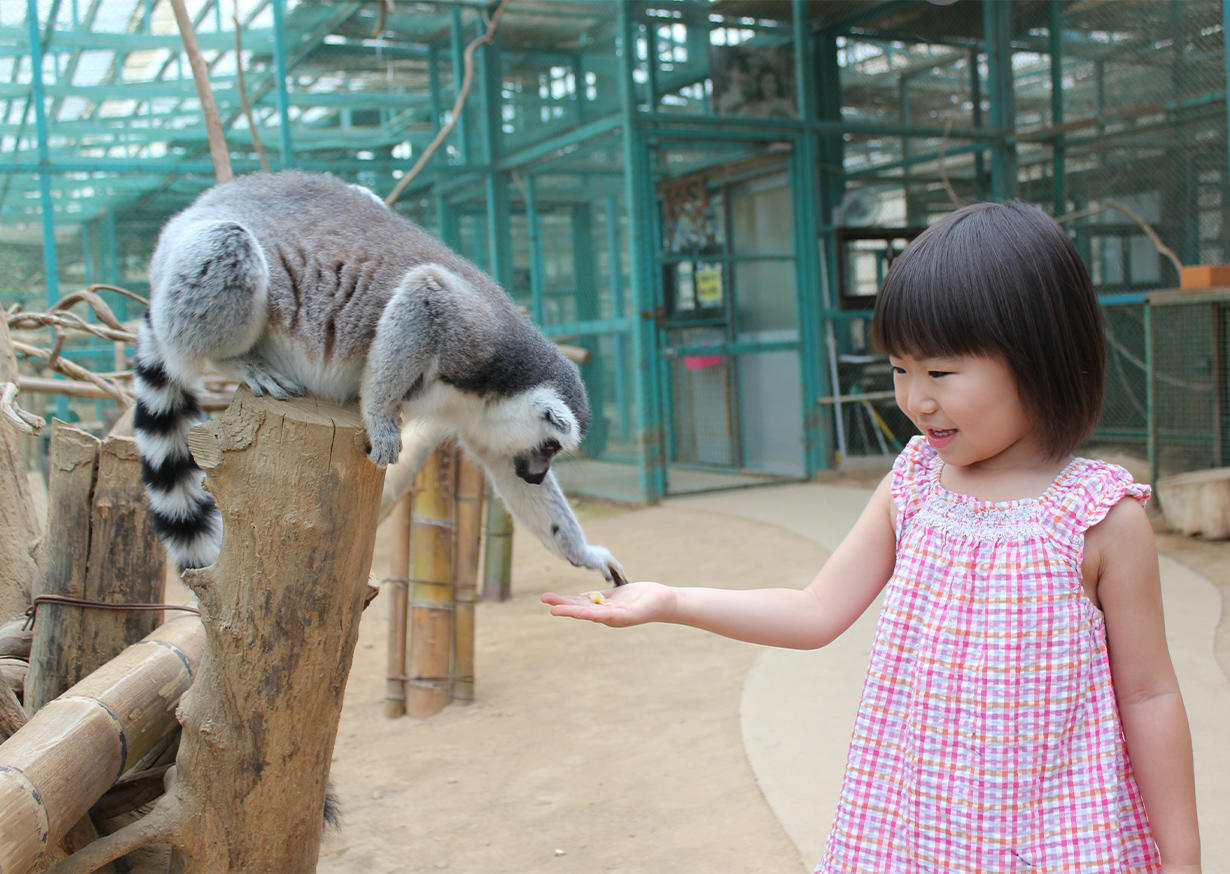動物たちの野生の姿を間近で見られる！の写真
