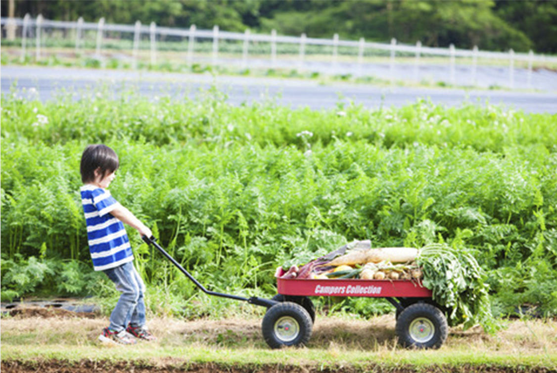 THE FARMで収穫体験のイメージ