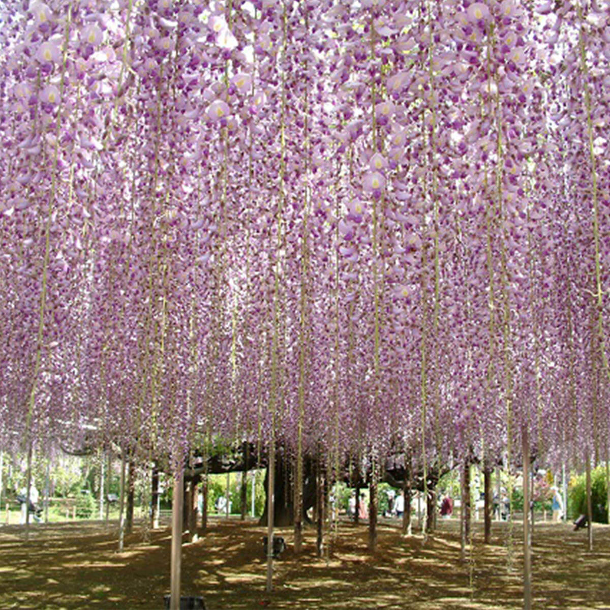 あしかがフラワーパークのイメージ