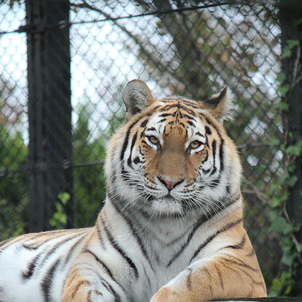 秋田市大森山動物園のイメージ