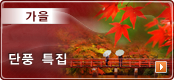 가을-단풍 특집