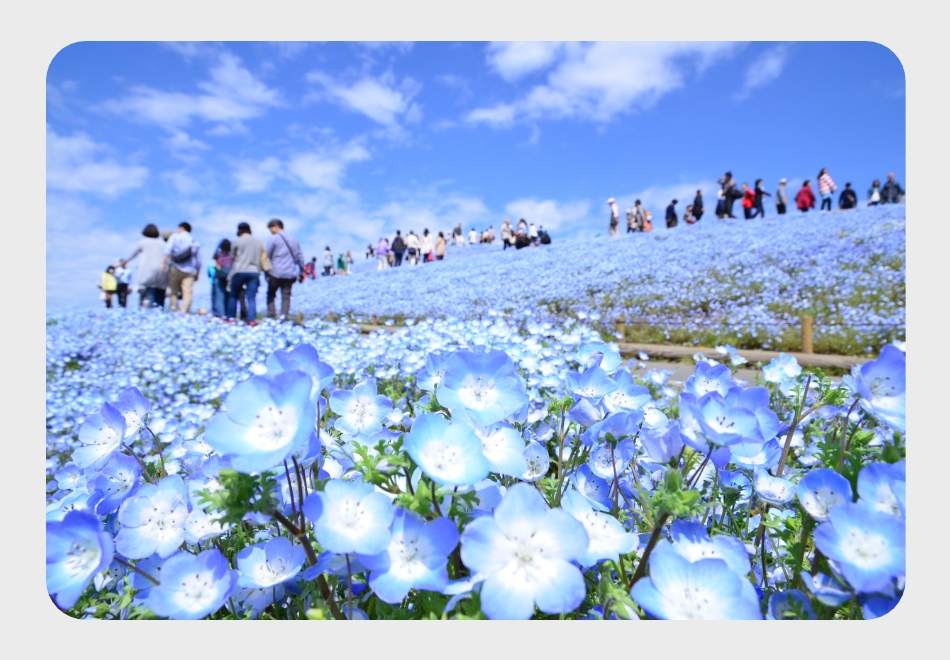 国営ひたち海浜公園